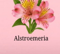 Alstroemeria