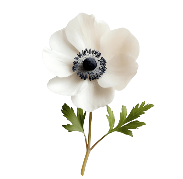 Anemone