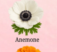 Anemone