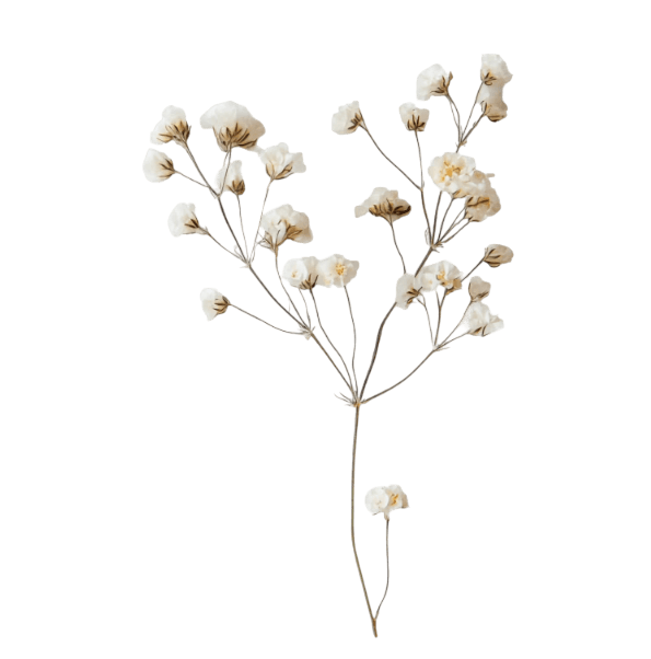 Baby's Breath