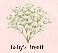 Baby's Breath