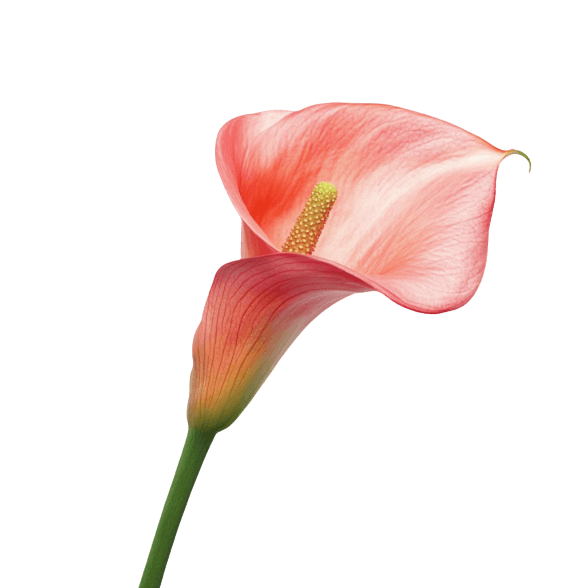 Calla Lily