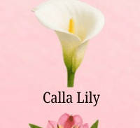 Calla Lily