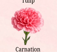 Carnation