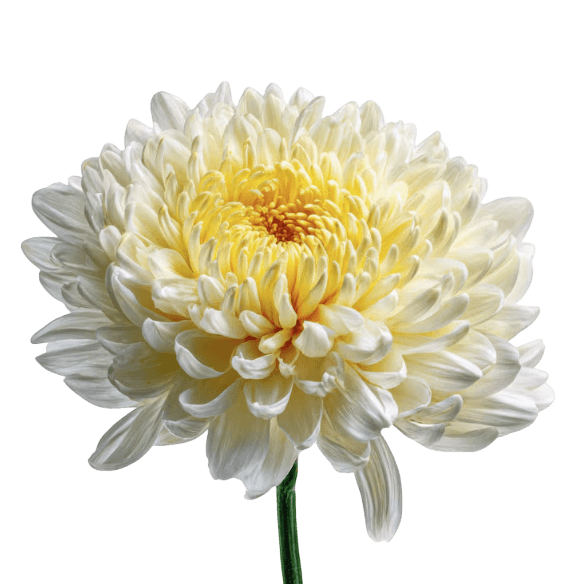 Chrysanthemum