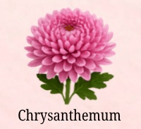 Chrysanthemum