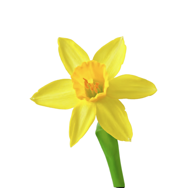 Daffodil