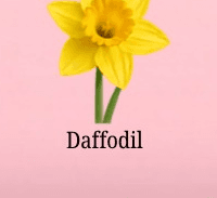 Daffodil