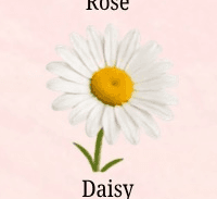 Daisy