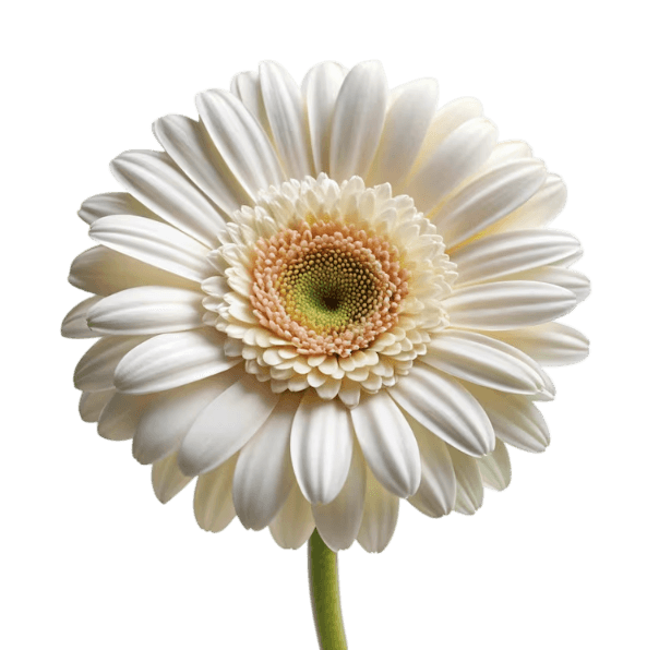 Gerbera