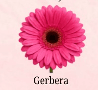 Gerbera