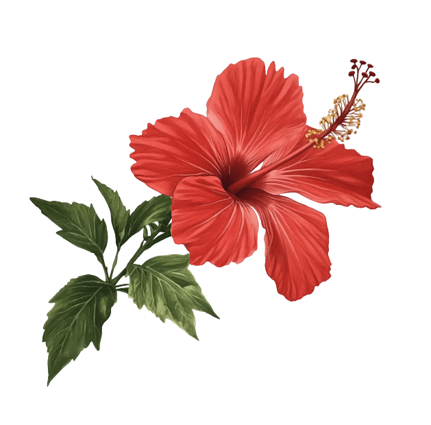 Hibiscus
