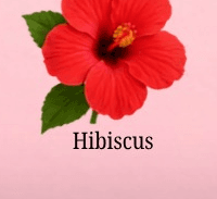 Hibiscus