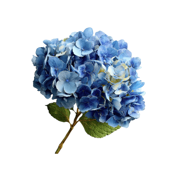 Hydrangea