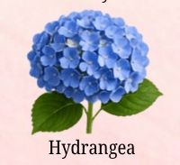 Hydrangea