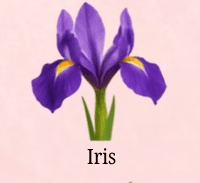 Iris