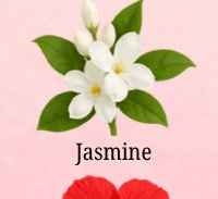 Jasmine