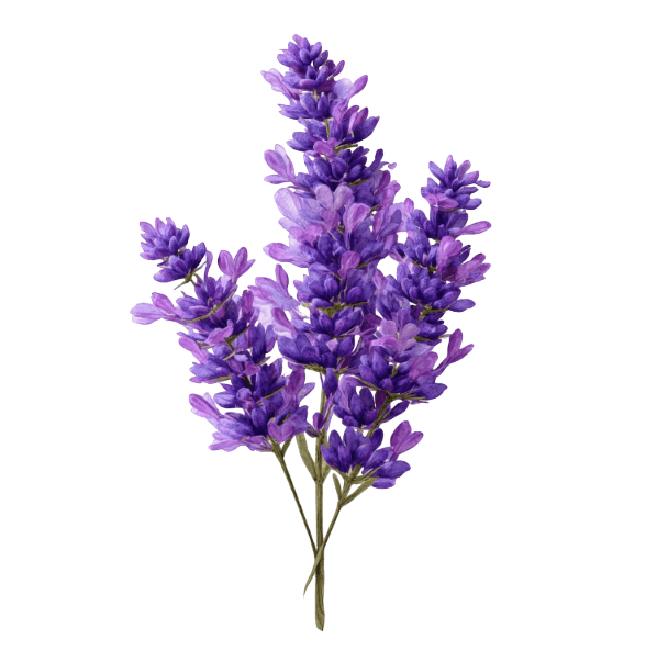 Lavender
