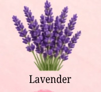 Lavender