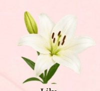Lily
