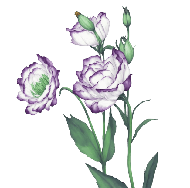 Lisianthus