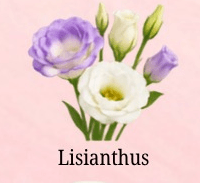 Lisianthus