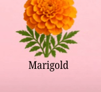 Marigold