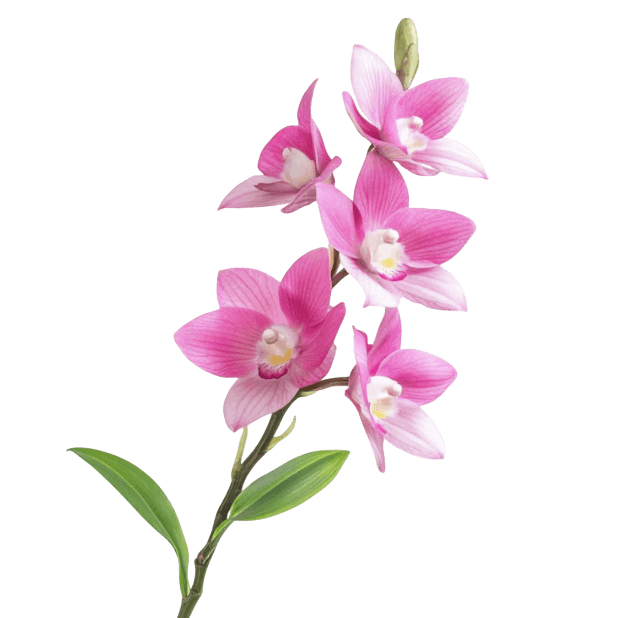 Orchid