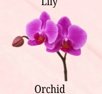 Orchid
