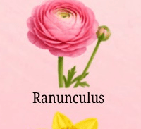 Ranunculus