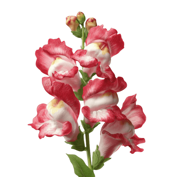 Snapdragon