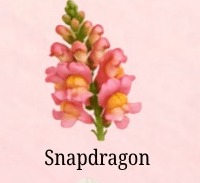 Snapdragon