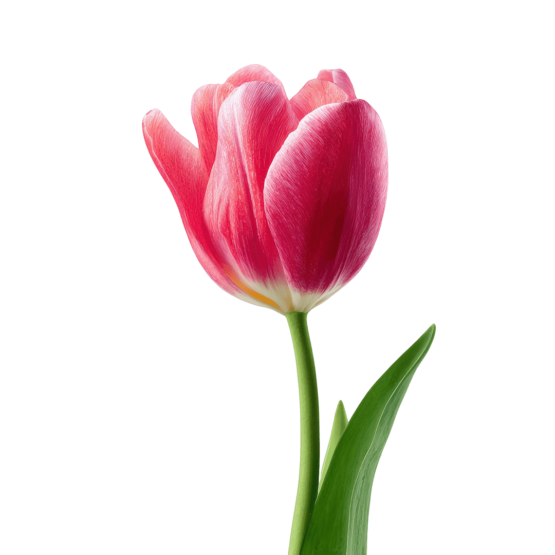 Tulip