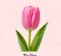 Tulip